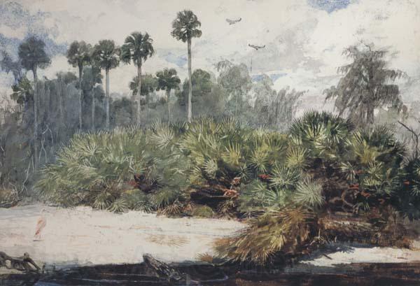 Winslow Homer In a Florida Jungle (mk44) Norge oil painting art
